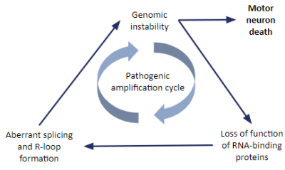 pathogenic cycle