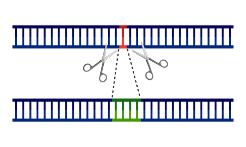 Image showing scissors cutting DNA to remove a mutation and replace with the correct DNA