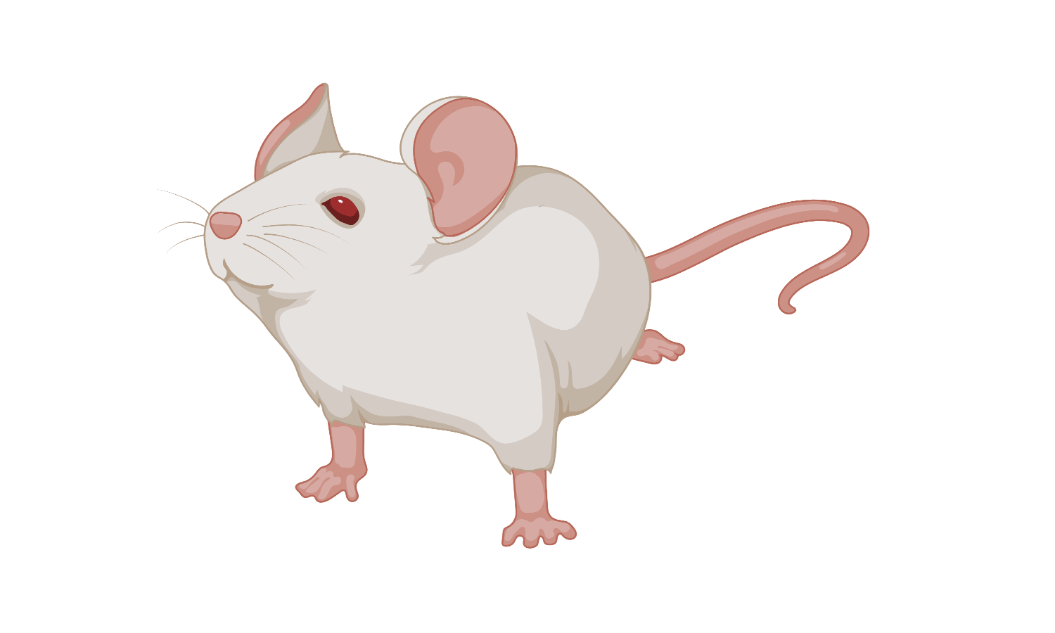 Image of a white mouse.
