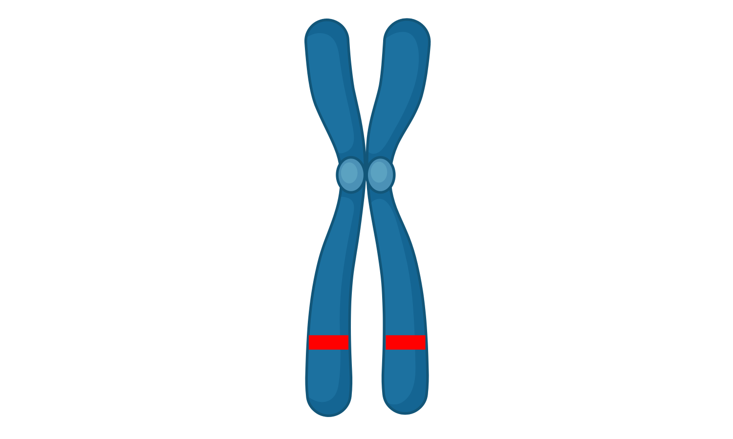 Image of a chromosome with two defective copies of a gene.