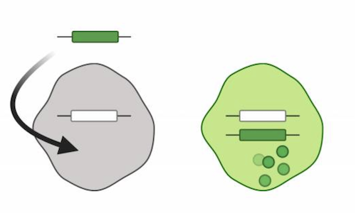 Image showing the addition of a functioning gene into a defective cell.