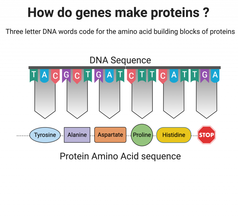 Schematic of a DNA sequence demonstrating that 3 nucleotides (letters of DNA) code for a single amino acid (building block of proteins). These are linked together until the code for STOP terminates the making of the protien.