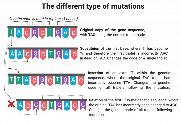 Schematic of different types of mutation. Non-mutated DNA sequence. DNA sequence showing substitution of 1 amino acid. DNA sequence showing the effect of insertion and deletion on reading frame of the DNA.