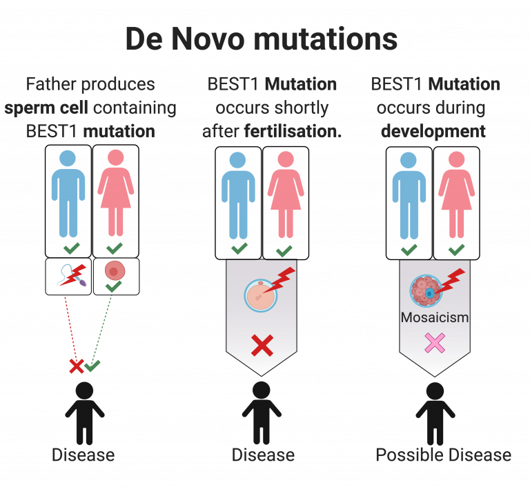 Schematic showing that de novo mutations can happen at 3 stages: sperms/egg production, fertilisation, and during development.