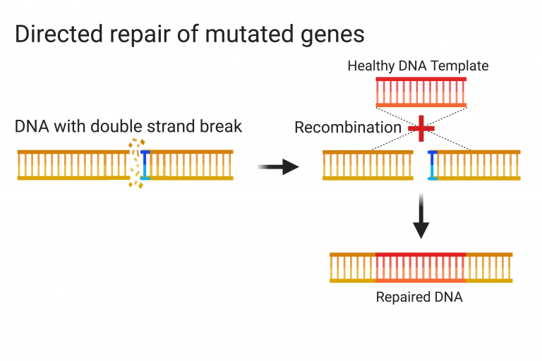 Schematic showing broken DNA being repaired by the insertion of a healthy DNA template into the break site and the binding of the original DNA to either side of this template