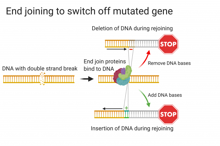 Schematic of end join proteins binding to broken DNA in order to repair. Shows the possibility of removing DNA bases or inserting DNA bases as a by-product of repair.