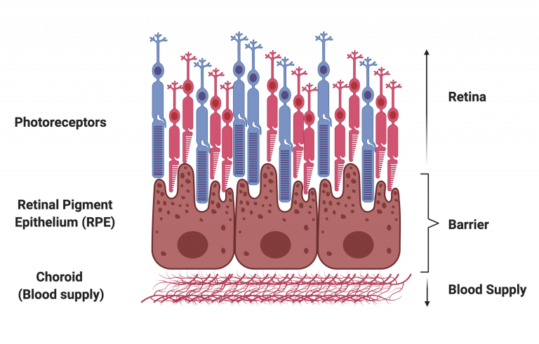 A schematic showing the retinal pigment epithelium RPE acting as a barrier between the choroidal blood supply and the photoreceptor layer, along with the rest of the retina.