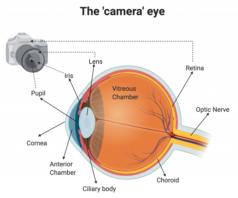 A diagram likening components of a camera to components of the human eye. Retina equates to the sensor. Lens equates to the lens. Pupil equates to the aperture. 