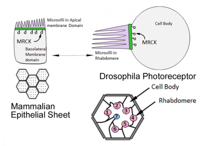 An evolutionarily conserved RhoGTPase-MRCK mechanism controls epithelial apical morphogenesis during polarization