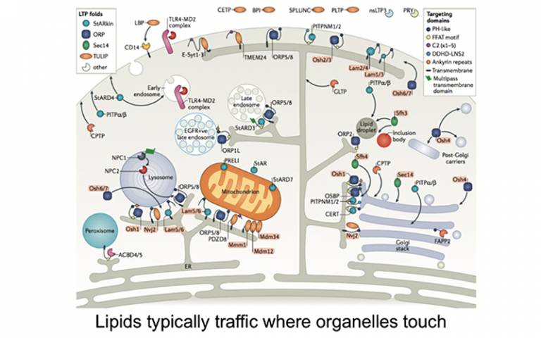 Image of Lipids