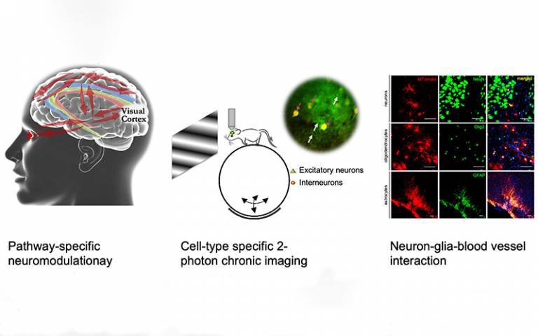 Picture shows Excitatory neurons and inhibitory
