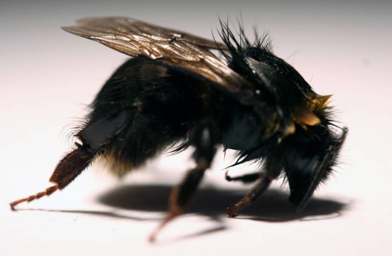 Bee exposed to Imidacloprid, with bent front legs, withdrawn antenna, and matted fur causing loss of yellow colouration. Source: Study authors…