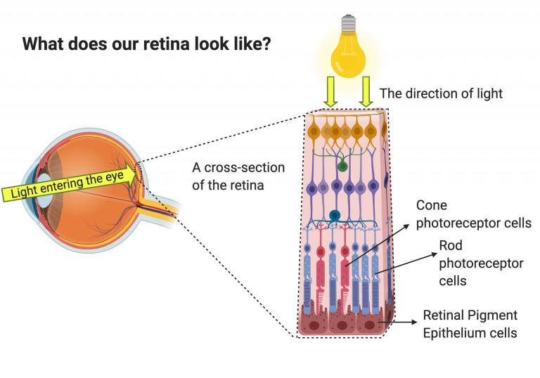 A schematic showing the anatomy of the retina. Light entering through the pupil at the front of the eye, passing through the retina layers until reaching the retinal pigment epithelium (RPE)