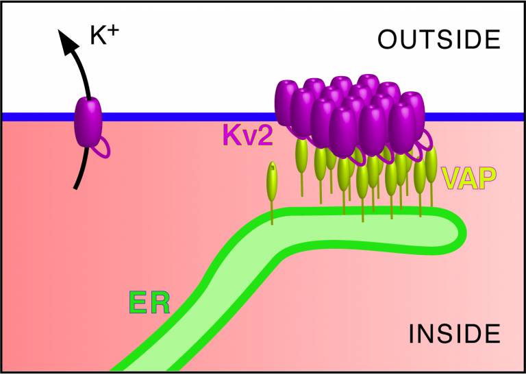 Kv2 in the neuron