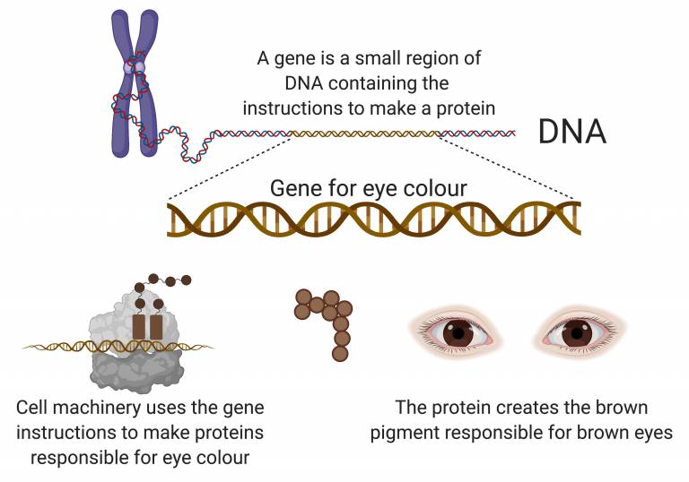 Top of image - a chromosome, zoomed in to show a gene for brown eyes contained within the chromosome. Bottom of image - Cell machinery reading the brown eye gene and making the corresponding protein for brown eyes. An image of 2 brown eyes.