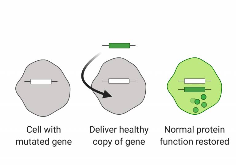 From left to right - diseased cells with mutant gene; healthy gene being delivered to diseased cell; cell with the new healthy copy of the gene functioning correctly