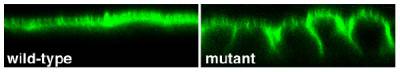 Diffusion of fluorescent lipids across tight junctions in cells expressing a mutant tight junction protein but not in wild type cells…