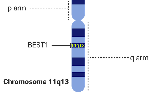 Schematic of the BEST1 gene located on chromosome 11q13