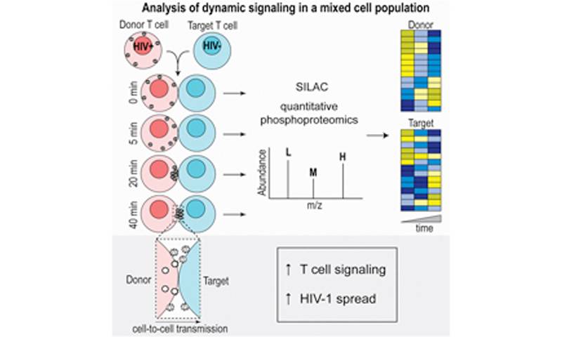The Jolly lab has had their paper “HIV-1 activates T cell signaling independently of antigen to drive viral spread” published in Cell Reports.