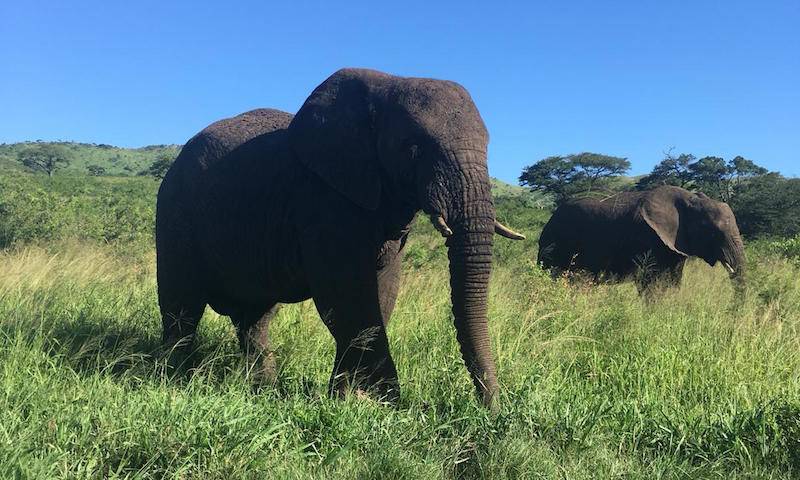 Elephant spotting on safari following the 1st Max Planck Society Workshop on HIV Reservoirs and Evolution, St Lucia, South Africa.