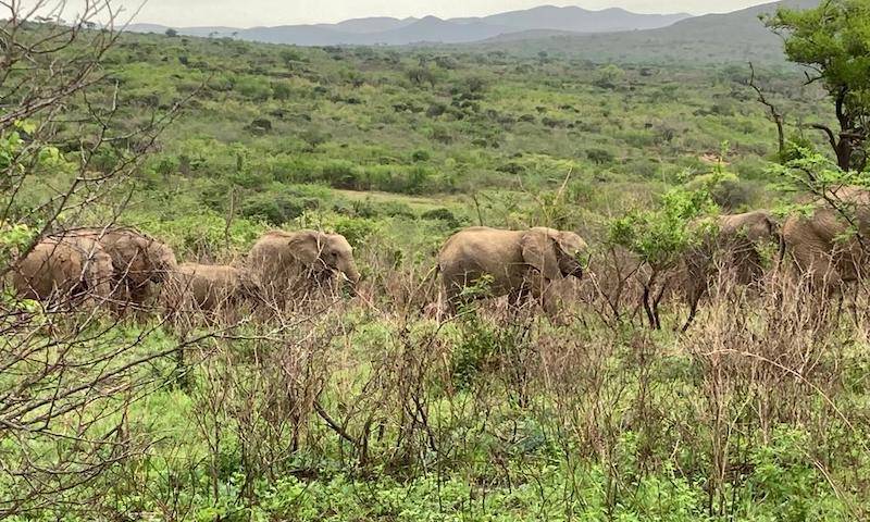 Elephants in South Africa, Nov 2022