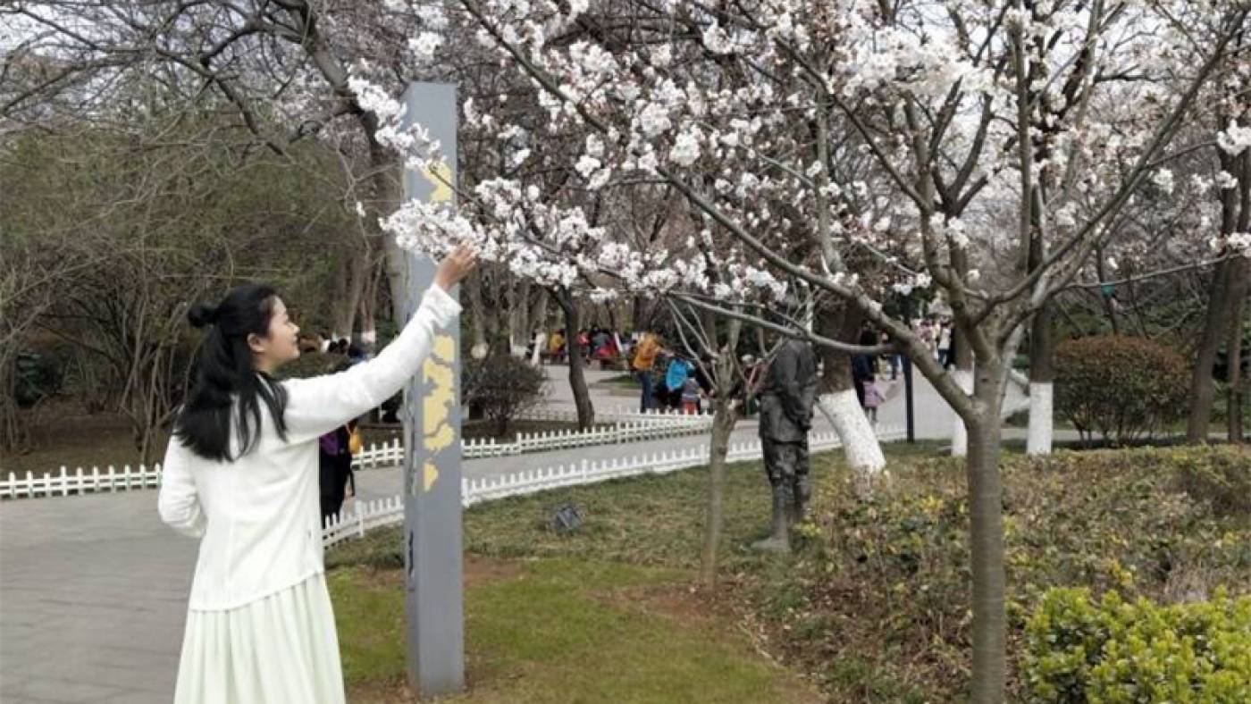 Qin picking the blossom from a tree