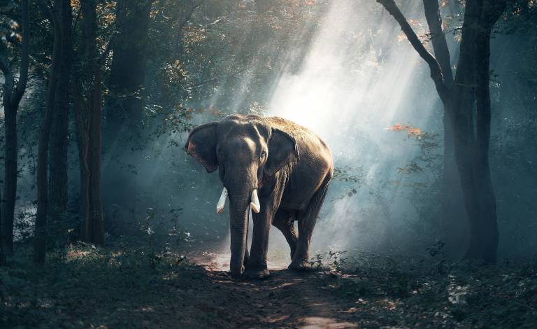 Image of elephant in the woods