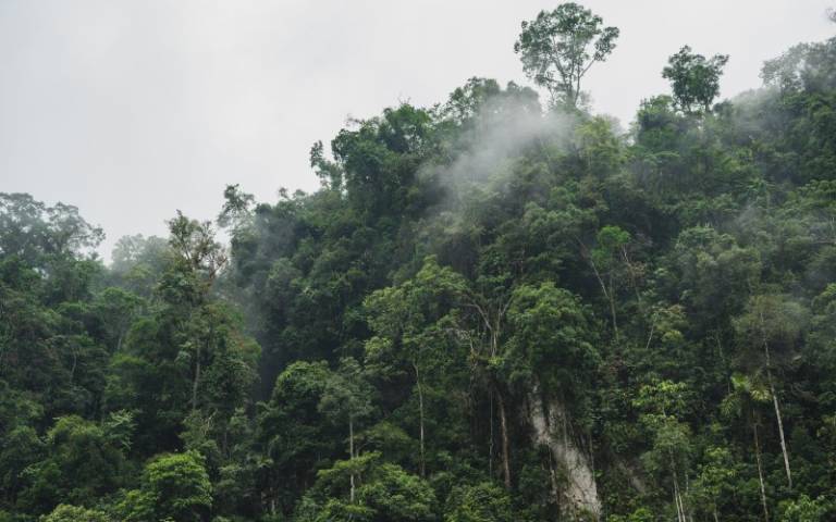 Green trees in a jungle with clouds in the background