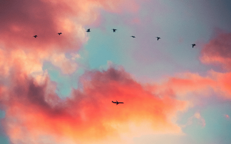 image of birds flying across sunset with plane at same size as birds