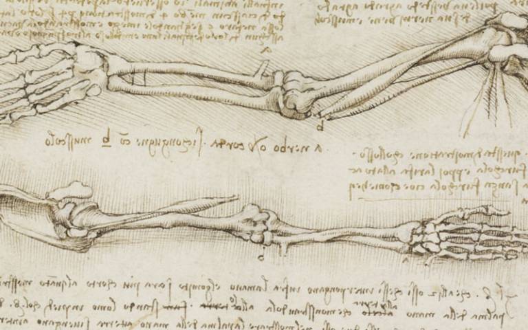 Leonardo Da Vinci anatomical drawing of an arm