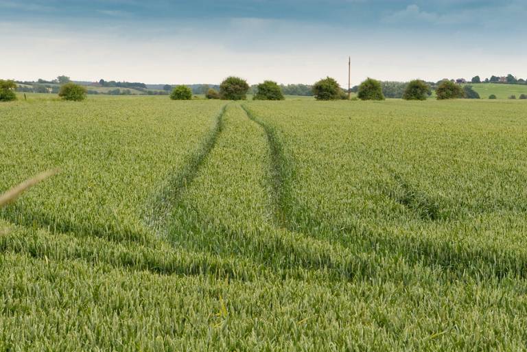A field of corn in Smallhythe, Kent