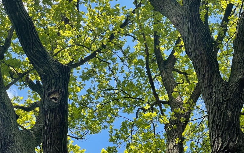 Green leaves on a tree against a blue sky