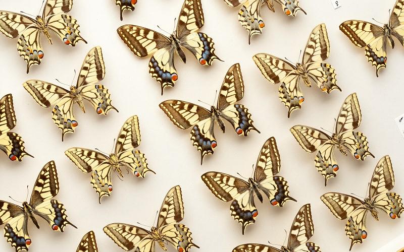 Pinned entomology; butterflies