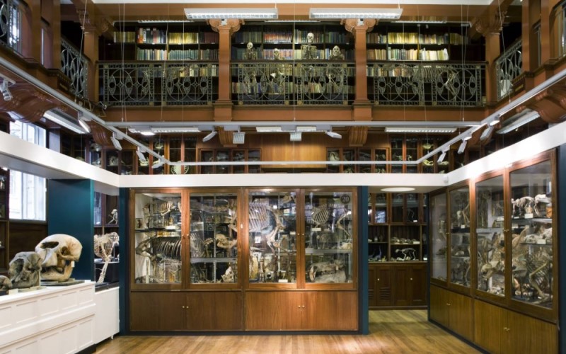 Interior of UCL Grant Museum of Zoology