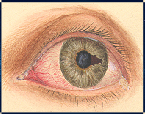 Illustratation of an eye: Held in collection