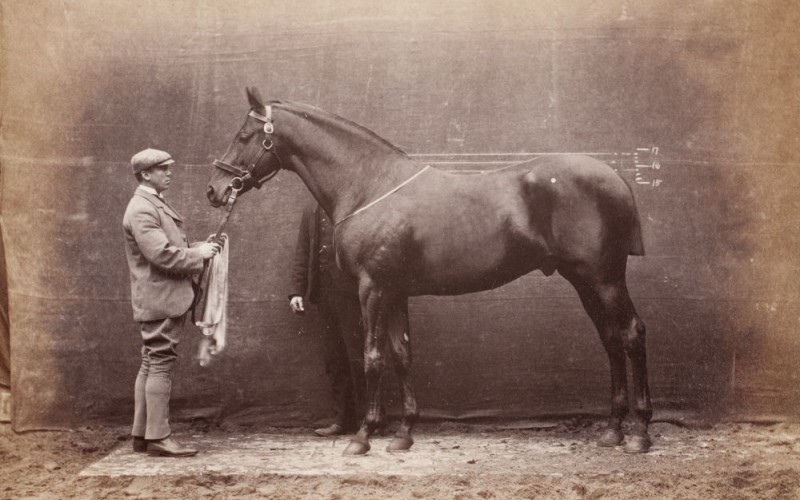 A pedigree horse with trainer, taken by Francis Galton
