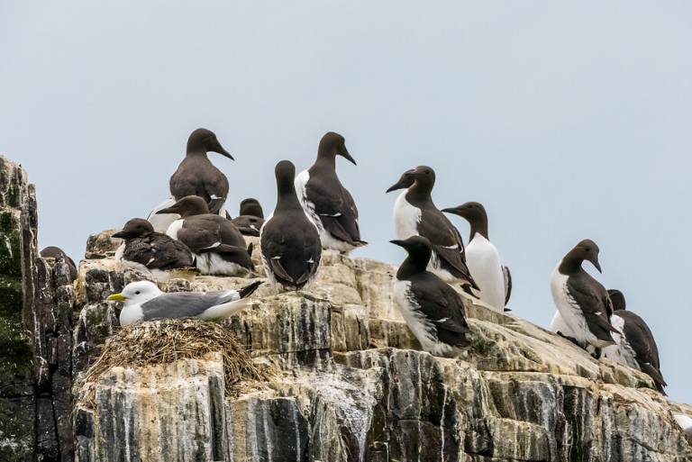 Birds perched on a large rock