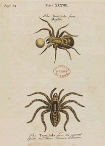 Albin’s A Natural History of Spiders