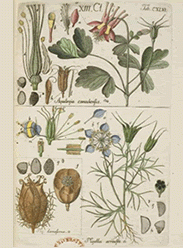 Botanical Handbook