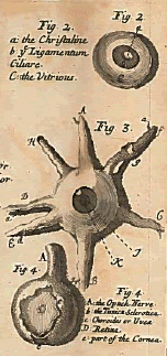 Ophthalmographia drawings