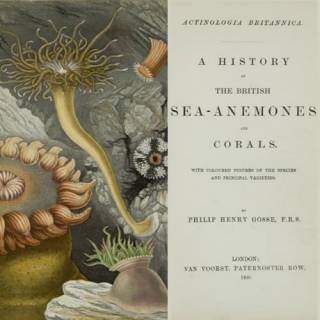 British Sea-anenomes & Corals