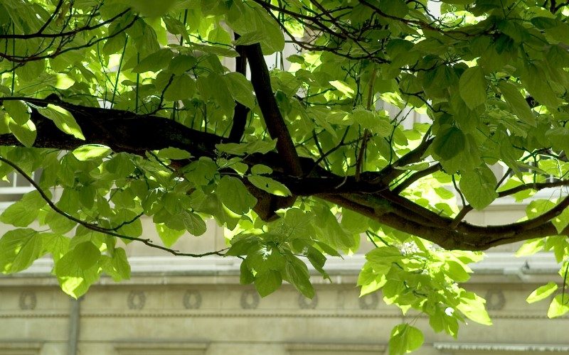 Tree branch and leaves in foreground with UCL building behind