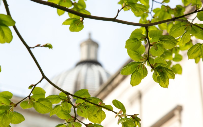 The UCL Dome and leaves on a tree in the front quad