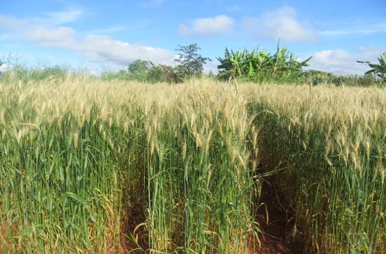A field in the Mpika District, Muchinga Province, Zambia, showing symptoms of wheat blast during the outbreak of March 2018. 