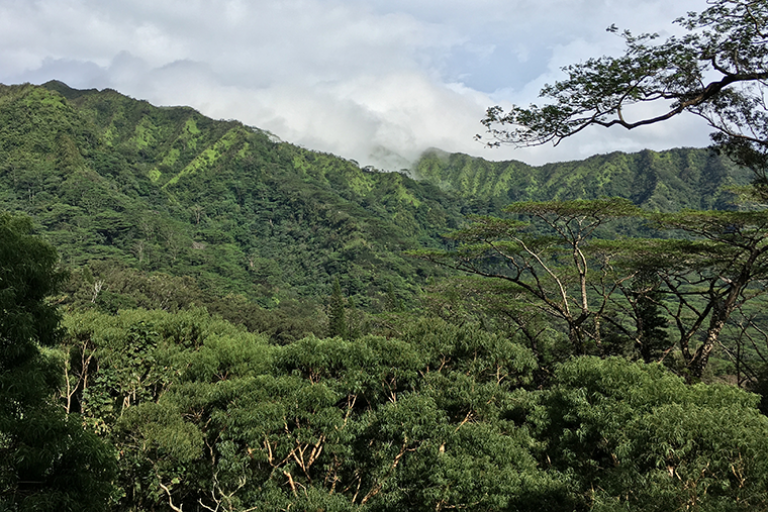 A picture of manoa valley oahu hawaii's trees.