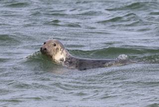 Blakeney Point - Seal