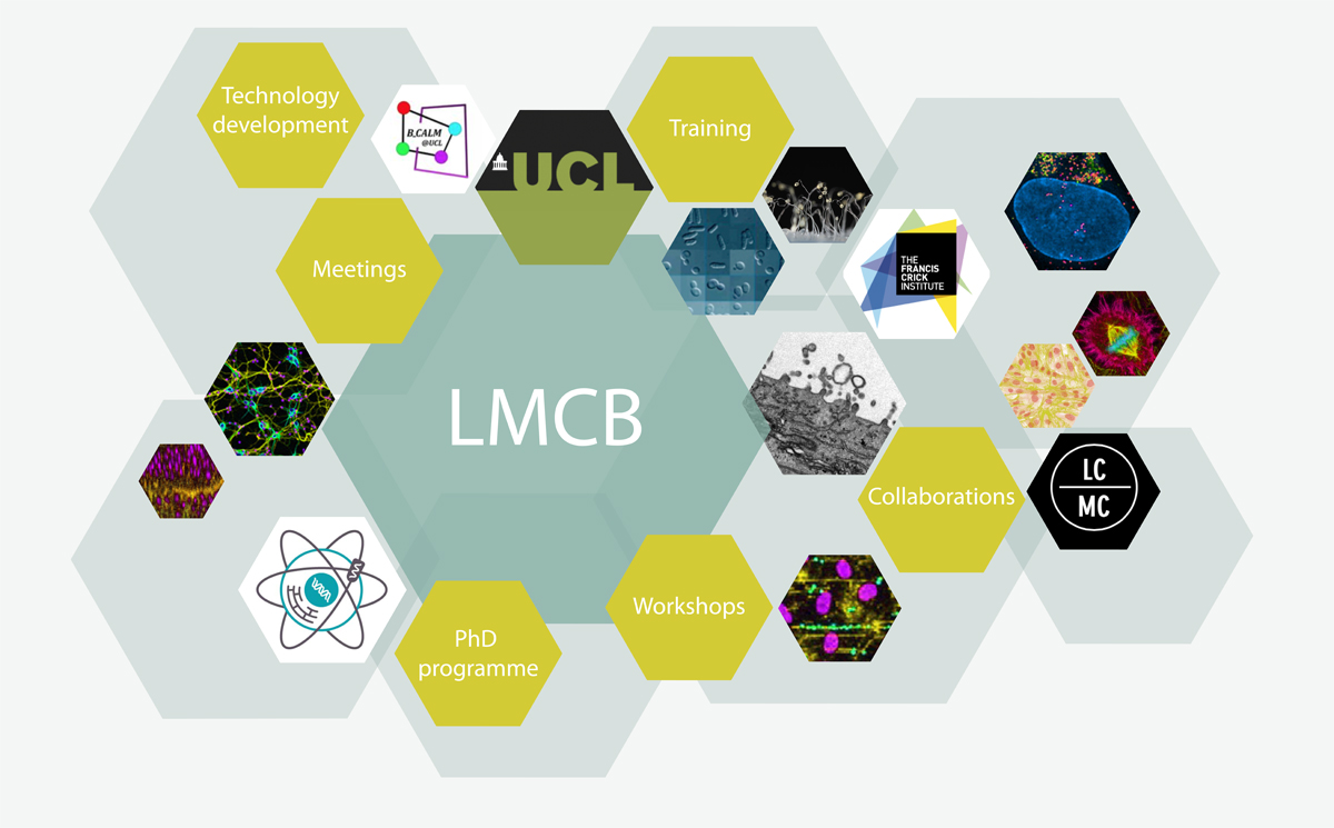 Graphic representation of key LMCB activities