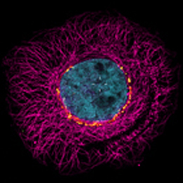 Cell stained for nucleus and cytoskeleton