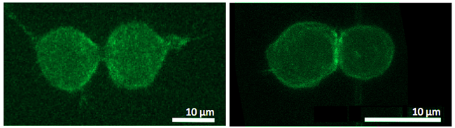 Fluorescent dividing cells