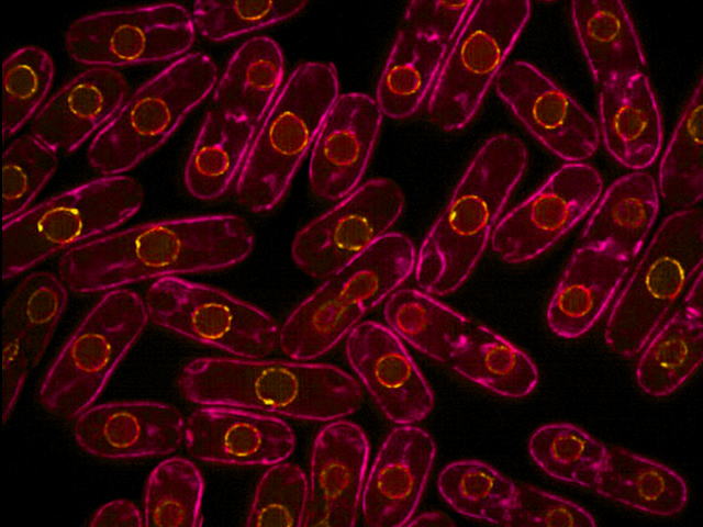 Fluorescent yeast cells
